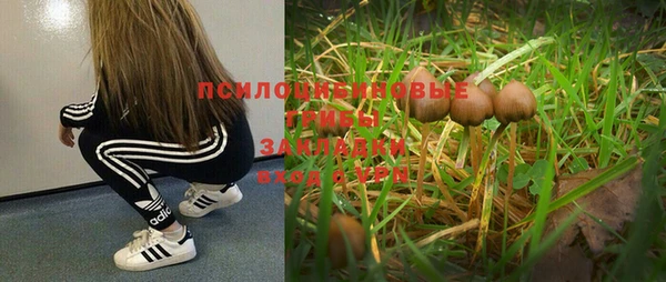 стаф Медногорск