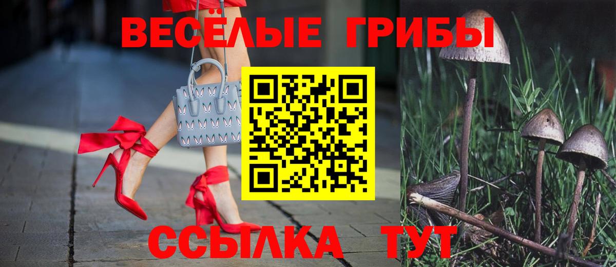 Галлюциногенные грибы Psilocybe Тихвин